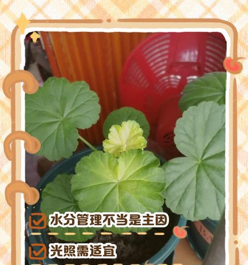 白色天竺葵的养护技巧有哪些？浇水需要注意什么？
