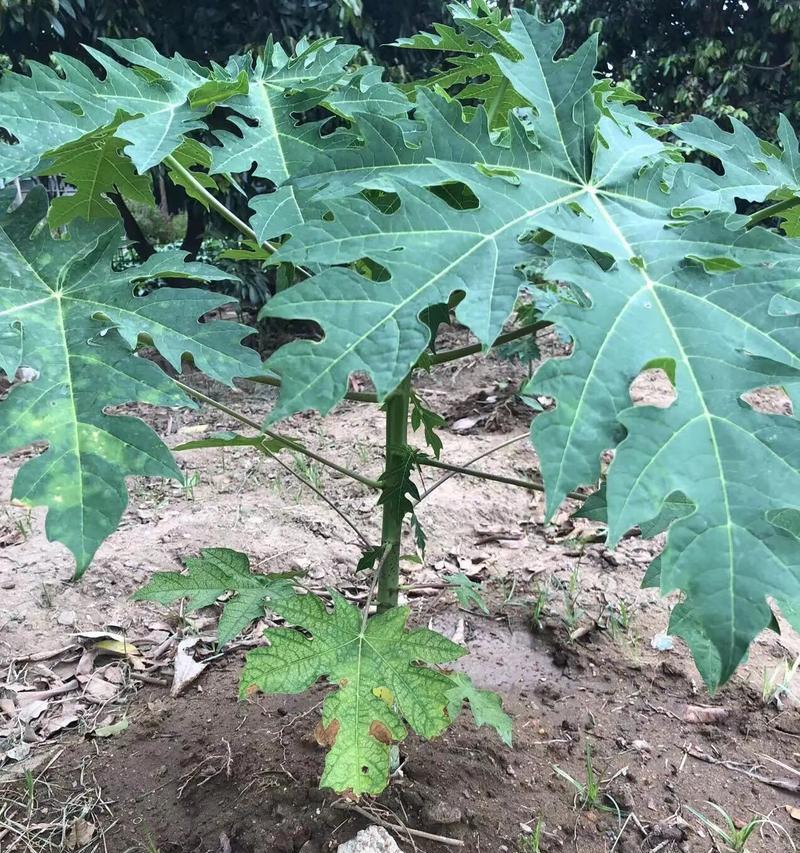 自制白掌肥水肥料的方法是什么？