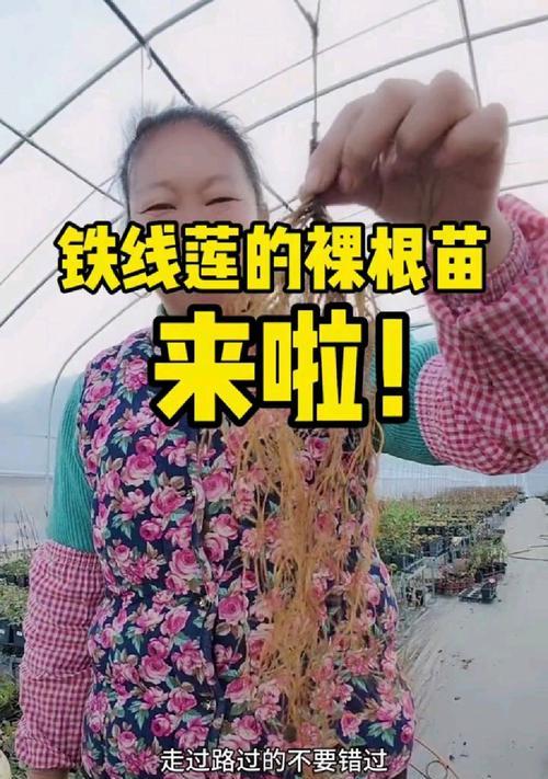铁线莲裸根易活吗怎么养？裸根铁线莲的养护要点？