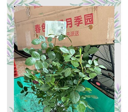鲜切月季插枝繁殖的正确方法是什么？