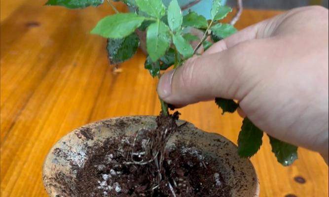 鲜切月季插枝繁殖的正确方法是什么？