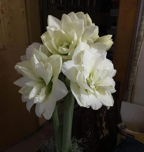 安第斯朱顶红的花语有哪些含义？它象征着什么？