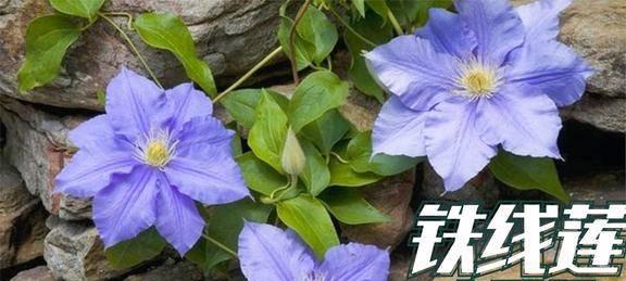 铁线莲黄叶枯叶的原因是什么？如何解决？