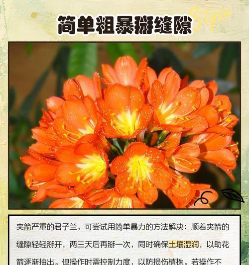 君子兰如何才能开出双花箭？