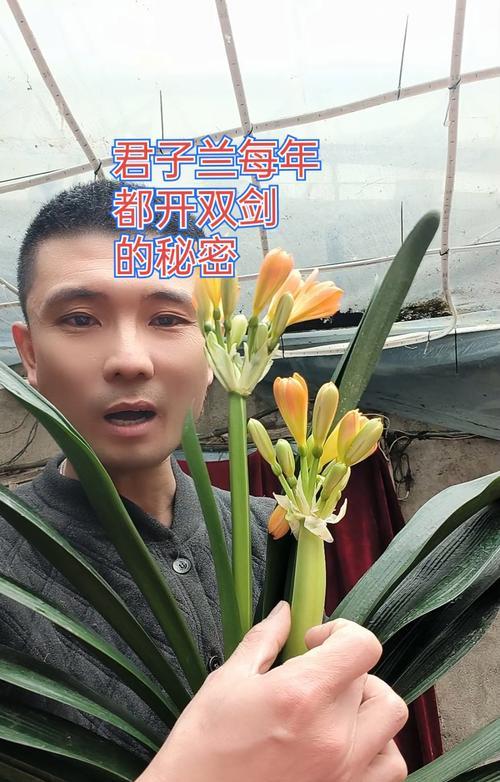 君子兰如何才能开出双花箭？