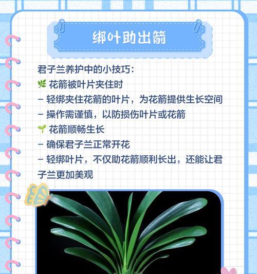 君子兰如何才能开出双花箭？