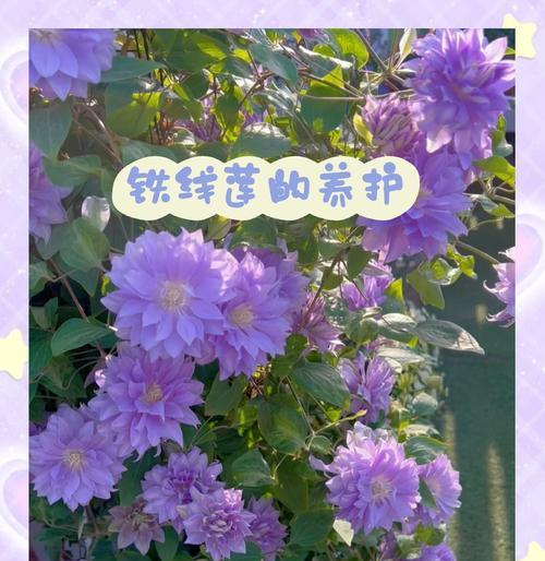 铁线莲牵引枝条的养护方法是什么？有哪些技巧？