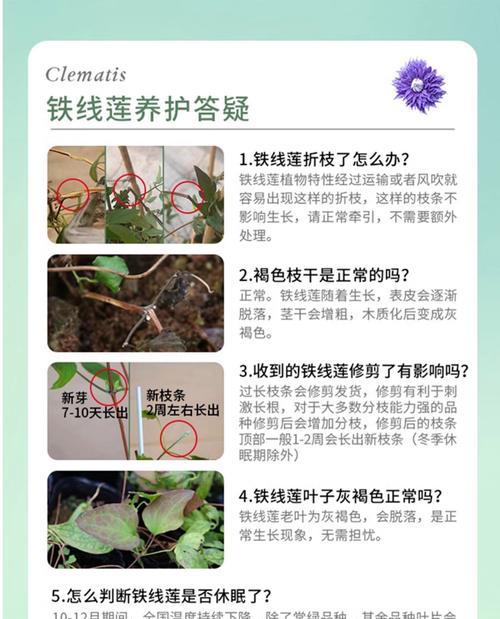 铁线莲牵引枝条的养护方法是什么？有哪些技巧？