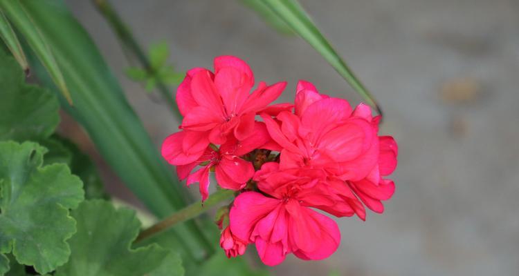 天竺葵开红花的原因是什么？