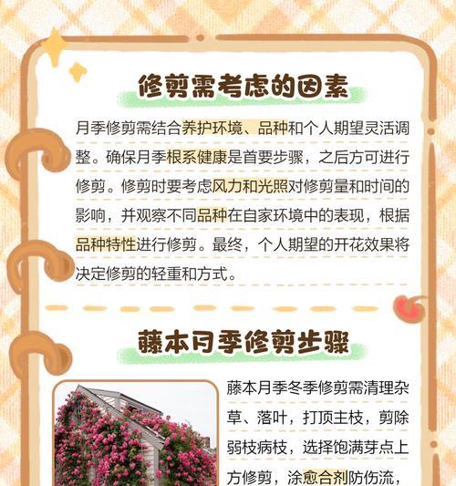 夏天月季小苗怎么修剪最好？夏季月季修剪的最佳方法是什么？