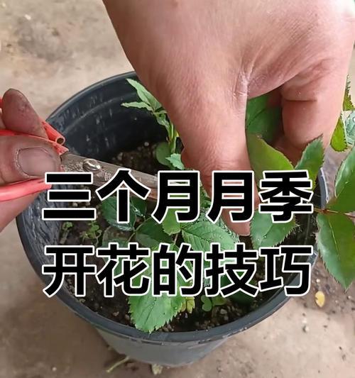夏天月季小苗怎么修剪最好？夏季月季修剪的最佳方法是什么？