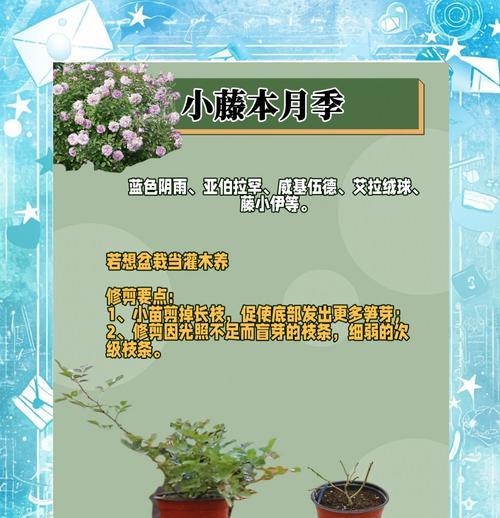夏天月季小苗怎么修剪最好？夏季月季修剪的最佳方法是什么？