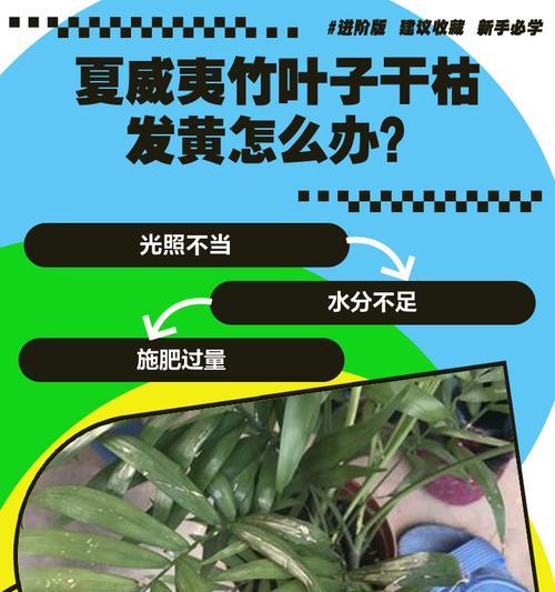 自制竹子叶子肥料的方法是什么？