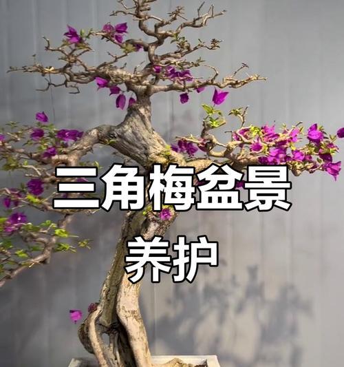 三角梅盆景造型怎么养？养老桩三角梅的技巧有哪些？