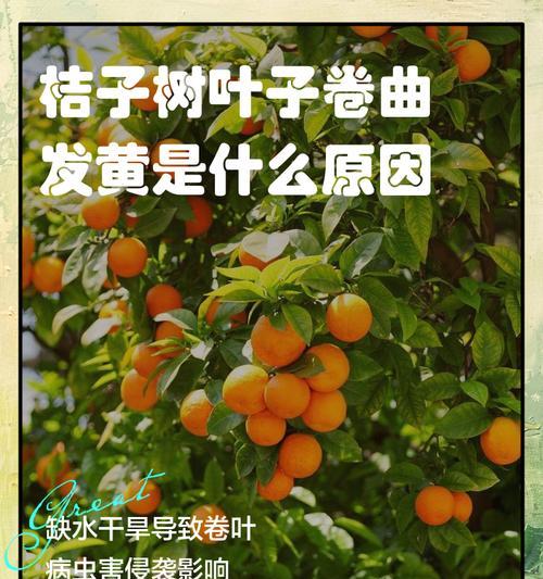 移栽橘子树叶子发黄枯萎？如何正确处理？