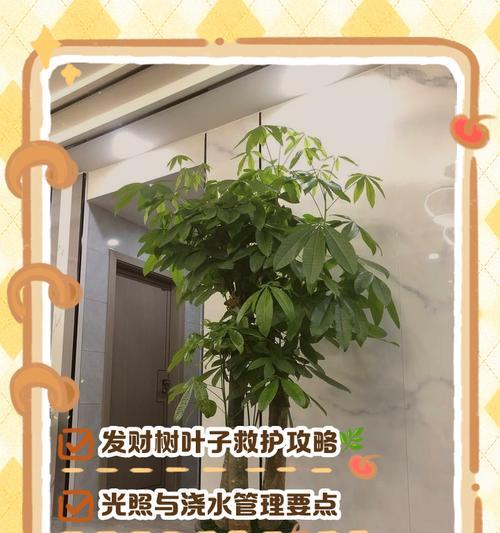 移栽橘子树叶子发黄枯萎？如何正确处理？