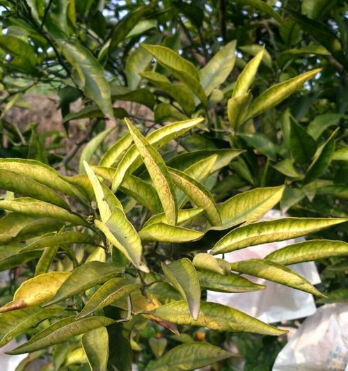 移栽橘子树叶子发黄枯萎？如何正确处理？