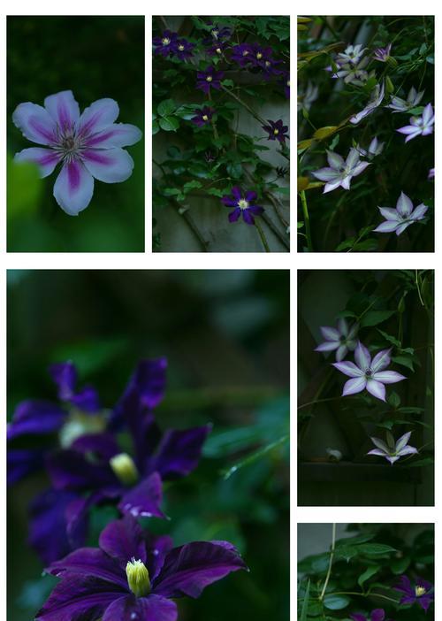 铁线莲杂交新品花期怎么样？新品种铁线莲的开花特性如何？