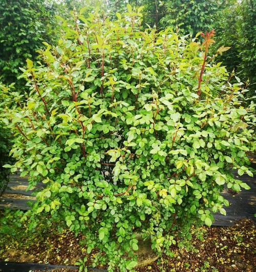 花球栽培技术的种类有哪些？