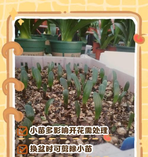 君子兰脱土换盆的正确步骤是什么？如何安全进行君子兰换盆？