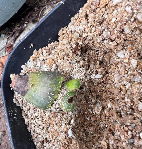 朱顶红根盘裂开的原因是什么？如何处理？