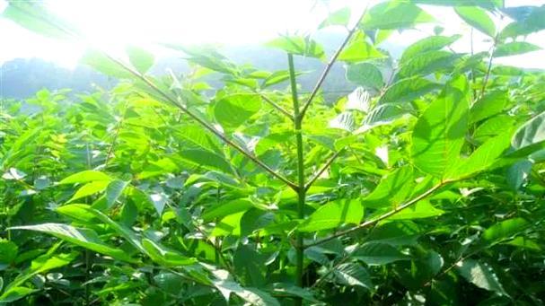 黄柏的最佳播种时间是什么时候？