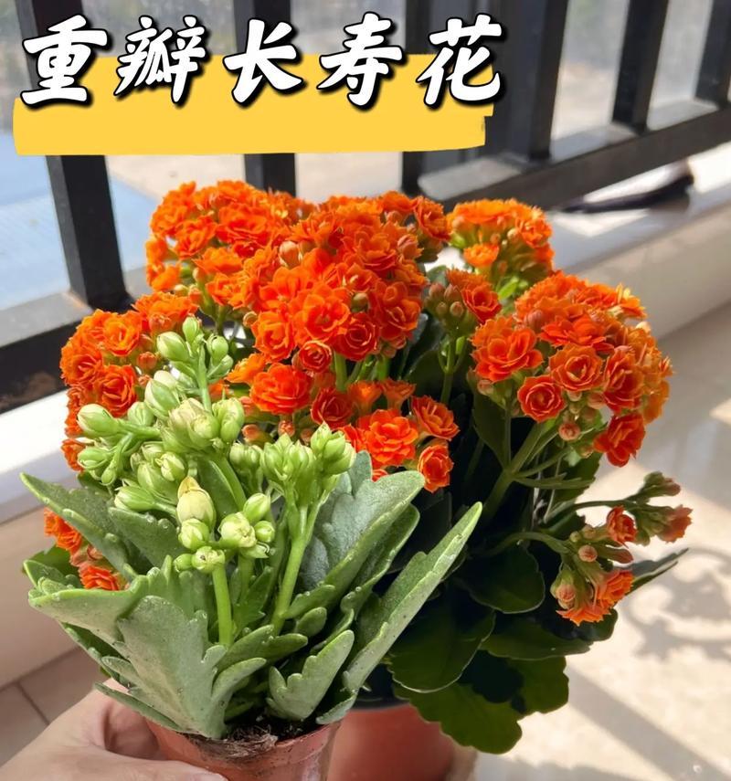 广东阳台适合种什么花意头好？推荐的吉祥花卉有哪些？