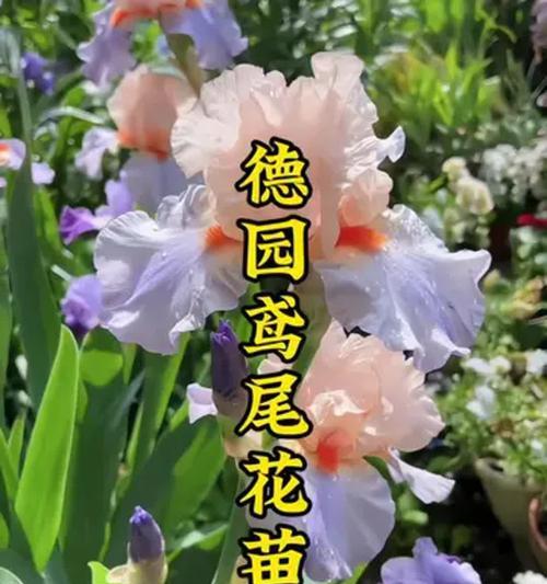 广东阳台适合种什么花意头好？推荐的吉祥花卉有哪些？