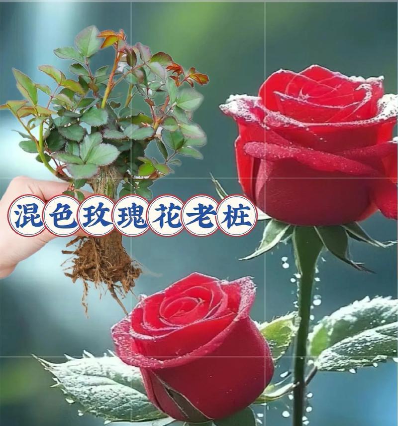 广东阳台适合种什么花意头好？推荐的吉祥花卉有哪些？