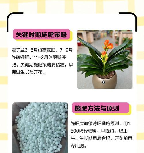 君子兰果子怎么培养的？培养过程是怎样的？