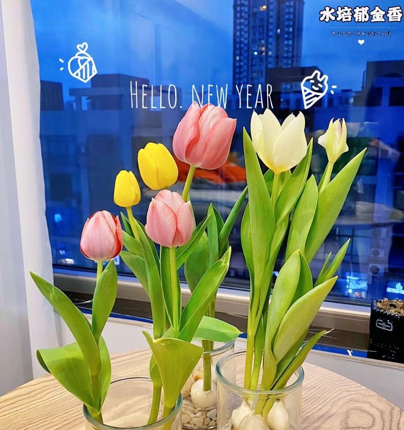水培器皿适合在阳台种植哪些花卉？