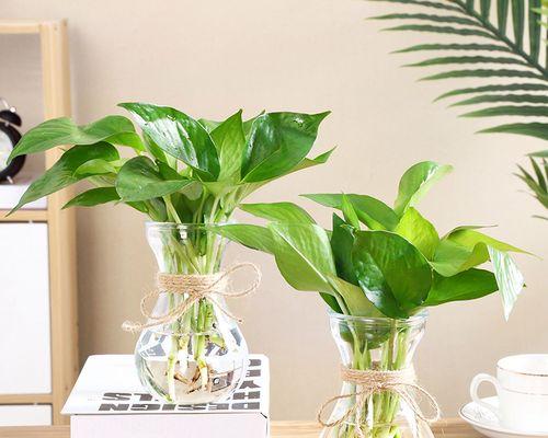 水培器皿适合在阳台种植哪些花卉？