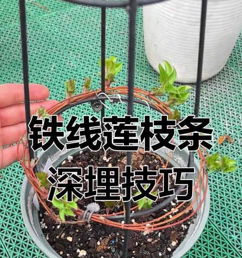 铁线莲换盆时如何避免伤到枝条？正确的养护方法是什么？