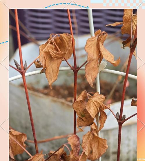 铁线莲换盆时如何避免伤到枝条？正确的养护方法是什么？