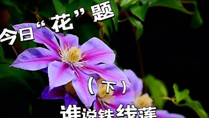 铁线莲换盆时如何避免伤到枝条？正确的养护方法是什么？