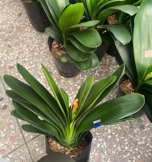 正宗君子兰紫花的特点是什么？如何鉴别？
