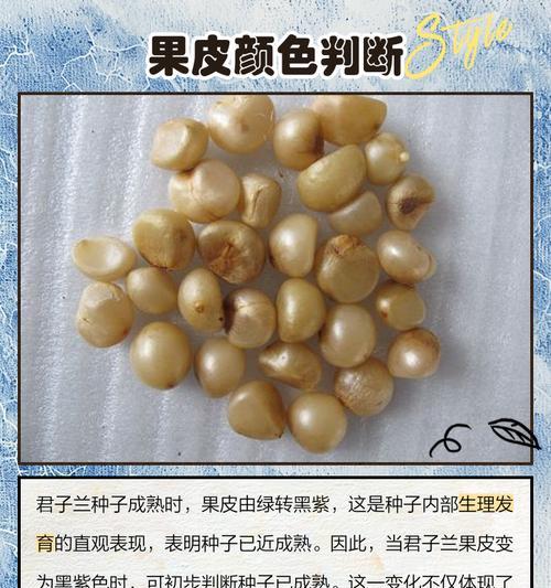 君子兰种子干燥后是什么样子？如何判断种子质量？