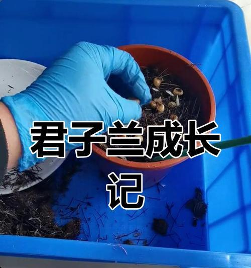 君子兰种子干燥后是什么样子？如何判断种子质量？