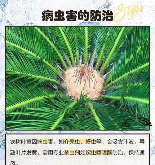 铁树不发新芽叶子发黄的解决方法是什么？