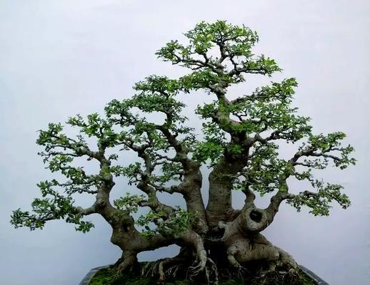 如何制作盆景微型小桥？需要哪些材料和步骤？