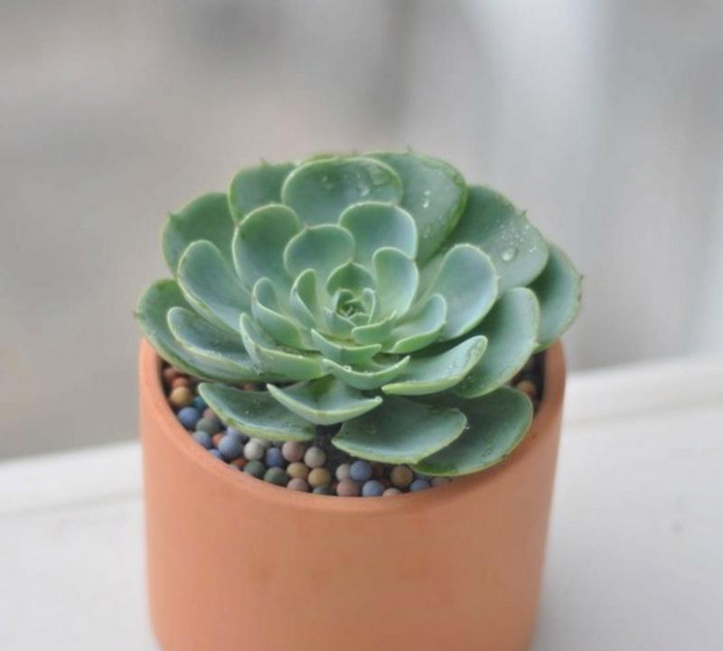 结婚阳台适合种植哪些花卉？