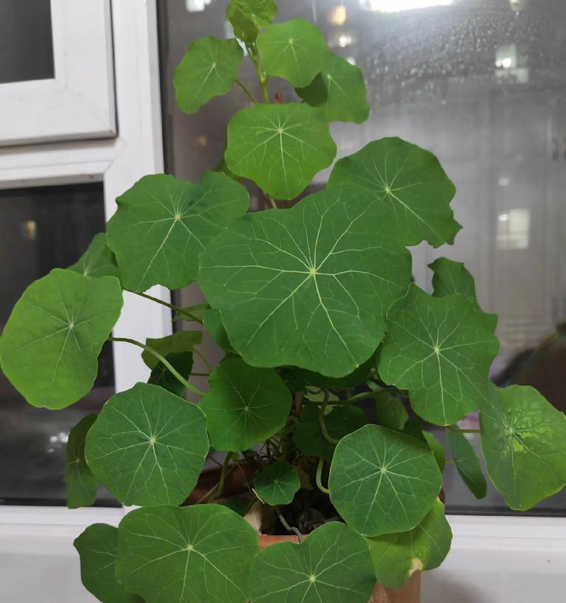 结婚阳台适合种植哪些花卉？