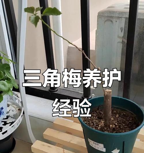 三角梅换盆步骤及注意事项是什么？