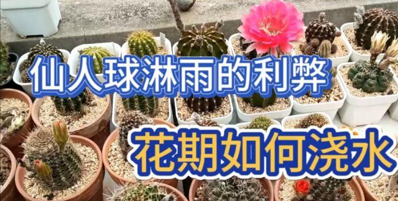 夏天仙人球如何正确浇水？