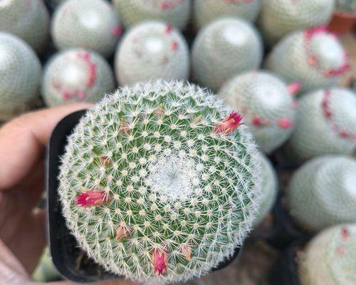 夏天仙人球如何正确浇水？