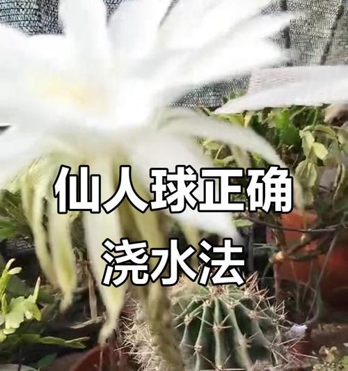 夏天仙人球如何正确浇水？