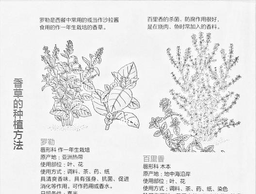 香草栽培有哪些方法？技术要点是什么？