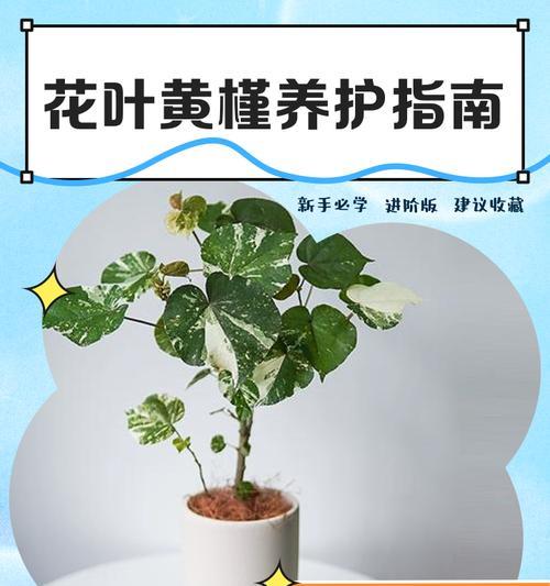 木槿花叶子蔫黄如何补救？