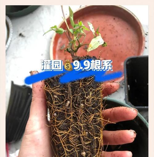 铁线莲最佳种植日期是什么时候？如何判断？