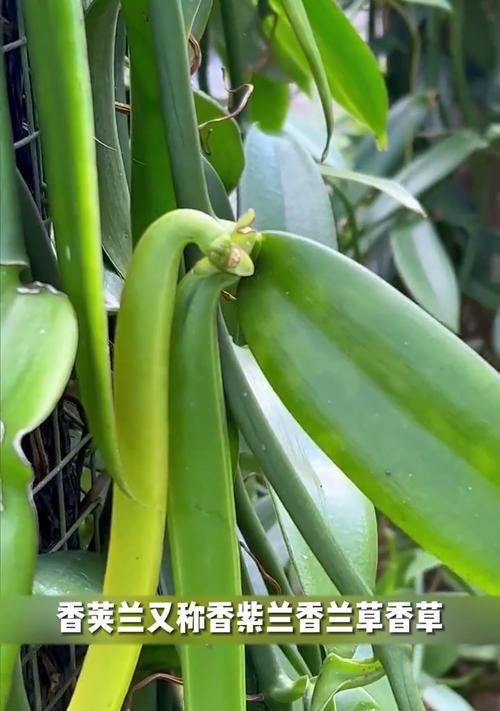 香味植物香草有哪些特点？如何选择和栽培？